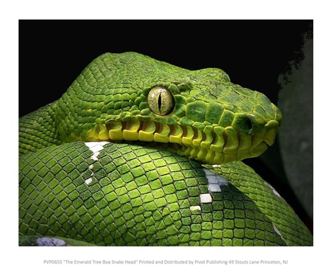 Framed Emerald Tree Boa Snake Head Print