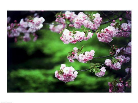 Framed Close-up of cherry blossoms, Nijo Castle, Kyoto, Japan Print