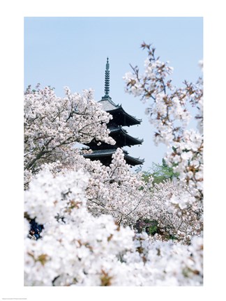 Framed Cherry Blossom trees, Kyoto, Honshu, Japan Print