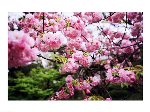 Framed Close-up of cherry blossoms, Sumida River, Asakusa, Tokyo, Japan Print