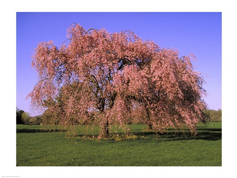 Framed Blossoms on a tree in a field Print