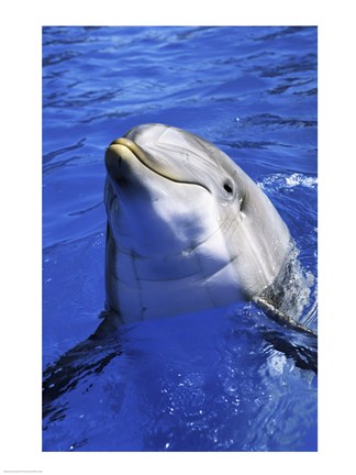 Framed Dolphin - head out of the water Print