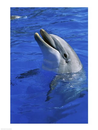 Framed Dolphin Sea World San Diego California USA Print