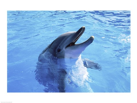 Framed Dolphin Sea World, San Diego, California Print