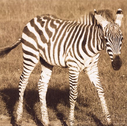 Framed Young Zebra Print