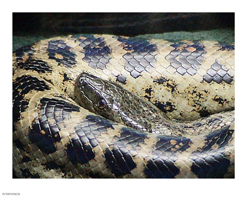 Framed Anaconda Print