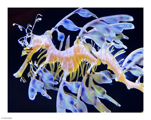 Framed Sea Horse swimming Print