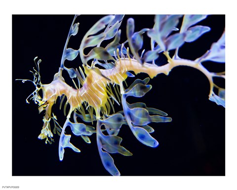 Framed Sea Horse underwater Print