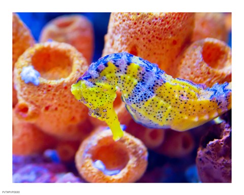 Framed Birch Aquarium Print