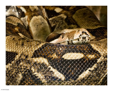 Framed Boa Constrictor Print