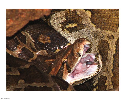 Framed Burmese Python Print