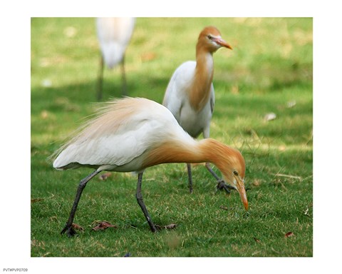 Framed Cattle Egret Bubulcus Ibis Print