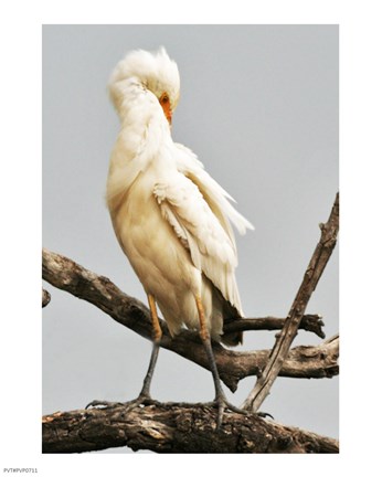 Framed Cattle Egret Bubulcus Ibis Preening Print