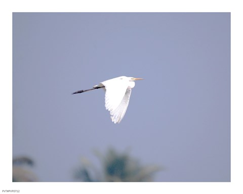 Framed Cattle Egret Flight Print