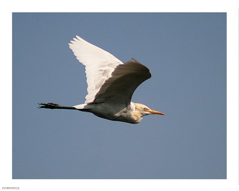Framed Cattle Egret Print