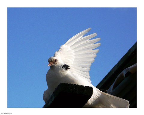 Framed Dove Print