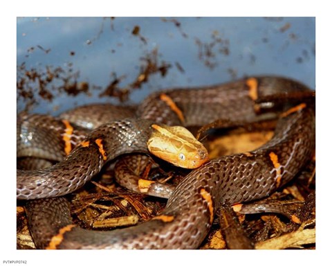 Framed Feas Viper Print