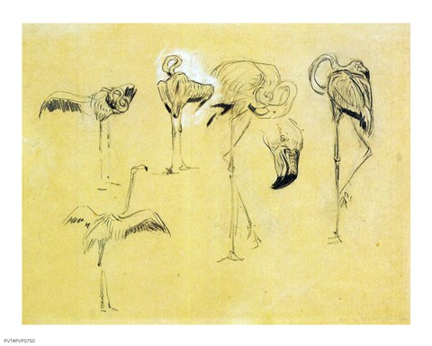 Framed Flamingo Study Print