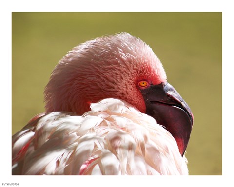 Framed Flamingos Face Close Up Print