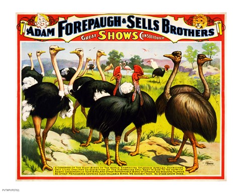 Framed Great Birds of the World, Poster 1898 Print