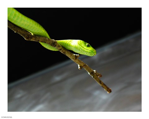 Framed Green Mamba On Branch Print