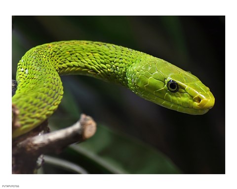 Framed Green Mamba Closeup Print