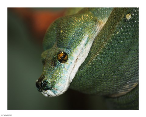 Framed Green Tree Python Print
