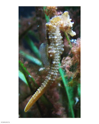 Framed Hippocampe de Mareis Print