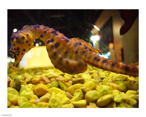 Framed Hippocampus Abdominalis Aquarium Finisterrae Print