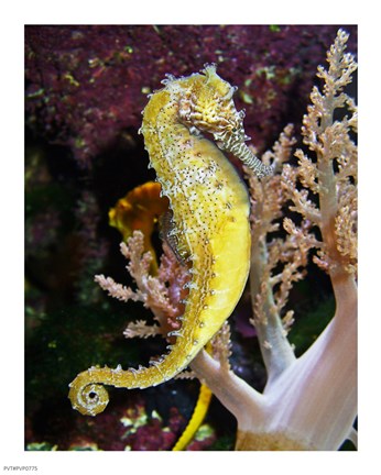 Framed Hippocampus Barbouri Print