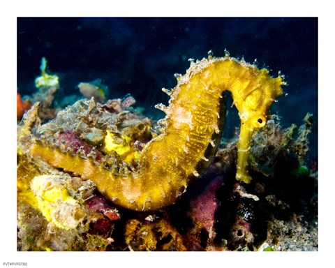 Framed Yellow Hippocampus Hystrix (Spiny Seahorse) Print