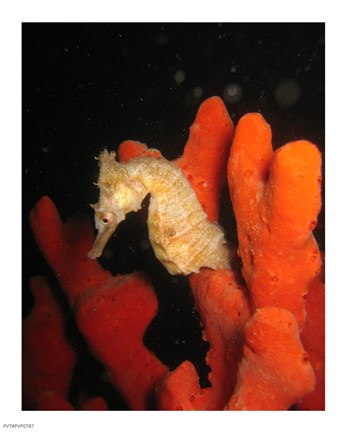 Framed White Hippocampus Print