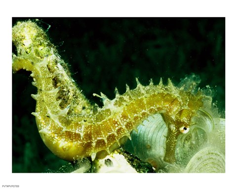 Framed Green Seahorse Print