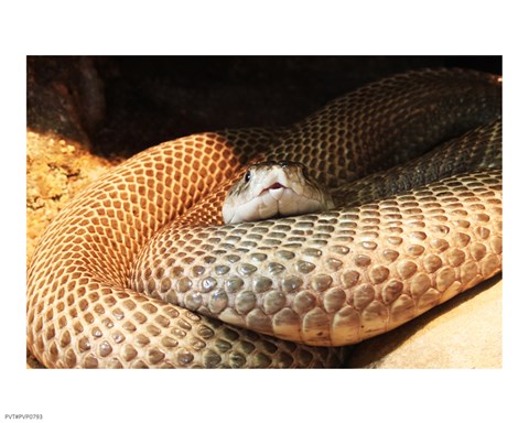 Framed Indian Cobra Coiled Up Print