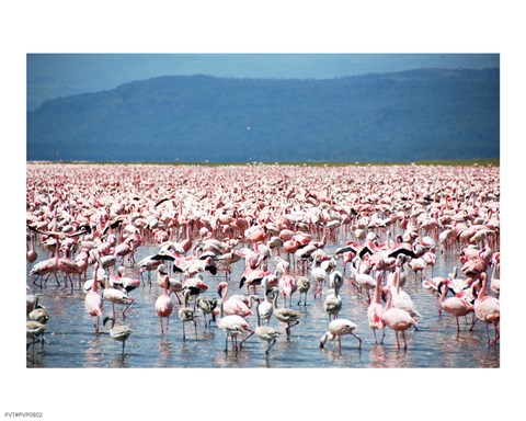 Framed Large Number of Flamingos at Lake Nakuru Print