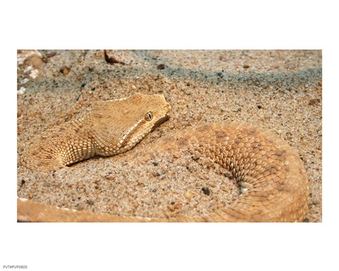 Framed Leaf Nosed Viper In Sand II Print