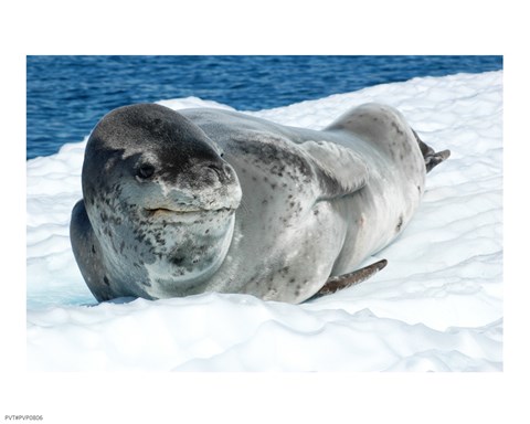Framed Leopard Seals In Antarctica Print