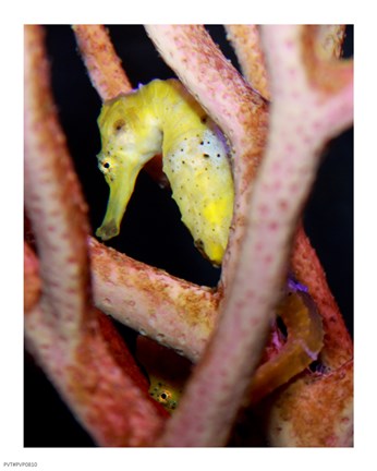 Framed Long Snout Seahorse Print