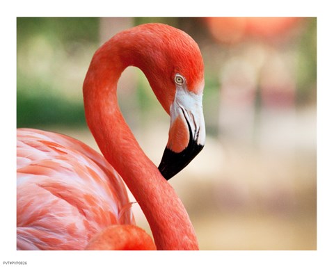 Framed Phoenicopterus Chilensis Fort Worth Zoo, Texas, USA Print