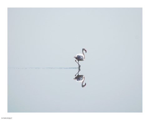 Framed Flamingo Solo Print