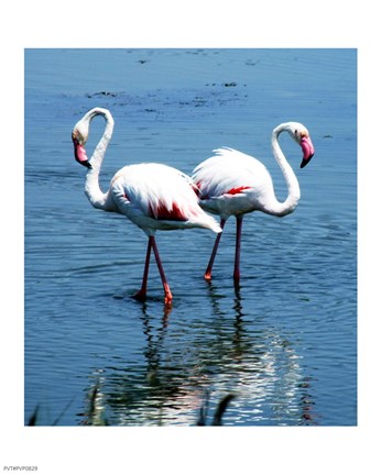 Framed Phoenicopterus Roseus Le Grau-du-Roi Print