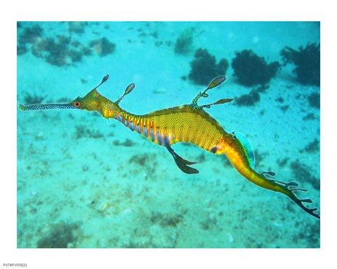 Framed Sea Horse - Yellow Print