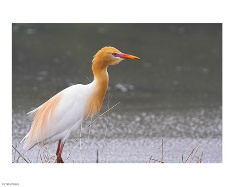 Framed Red-Flush Cattle Egret Print