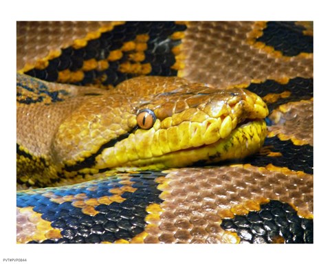 Framed Reticulated Python Print