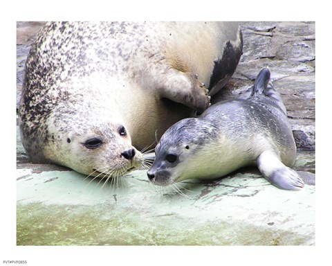 Framed Seals at Antwerp Zoo Print