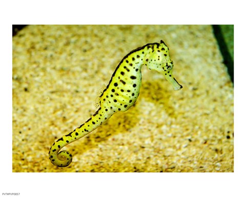 Framed Sea Horse Print