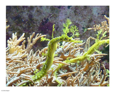 Framed Wilhelma Grne Seepferdchen Print