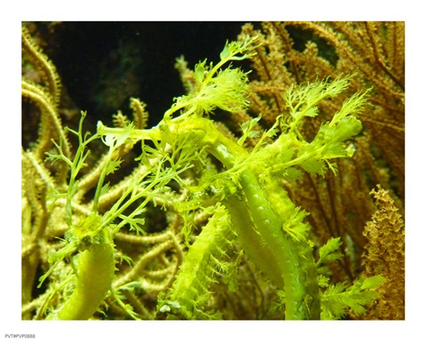 Framed Wilhelma Grne Seepferdchen - up close Print