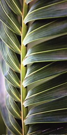 Framed Palma I Print