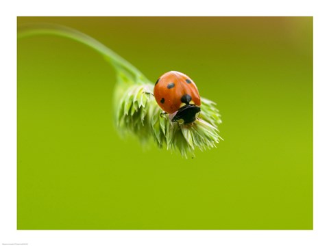 Framed Close-up of a ladybug on a flower Print
